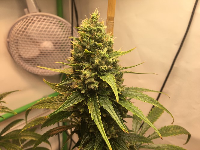 Growreport Bild 4