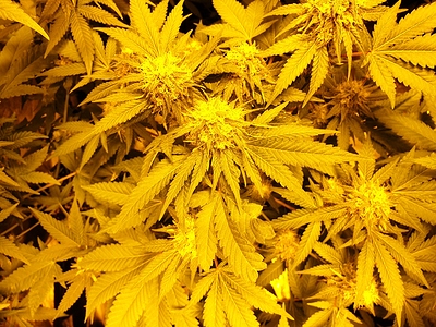 Growreport Bild 9