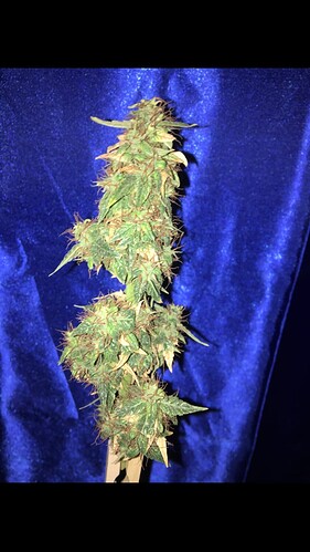 Growreport Bild 1