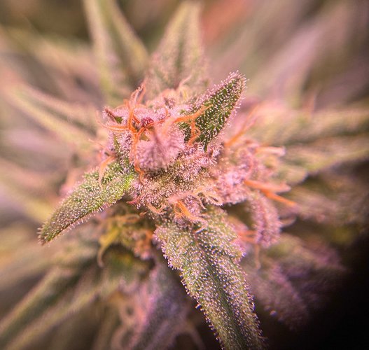 Growreport Bild 4