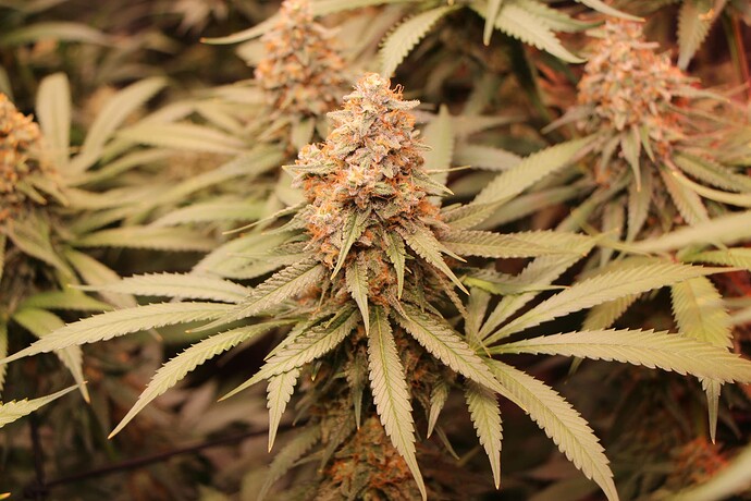 Growreport Bild 46