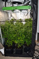 Growreport Bild 5