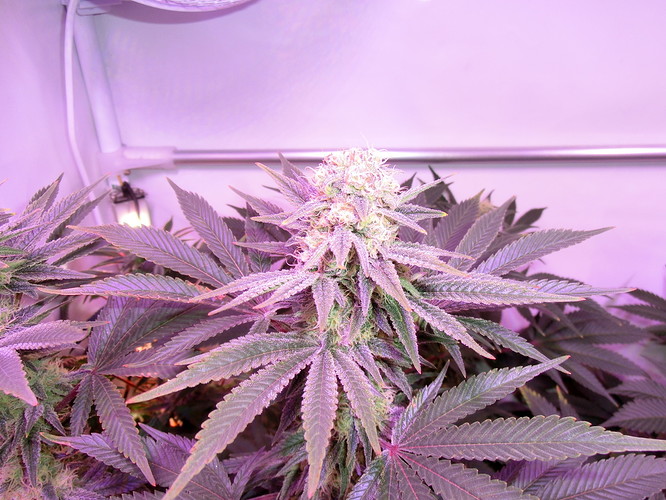 Growreport Bild 6