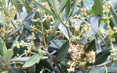 Olive2