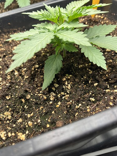 Growreport Bild 5