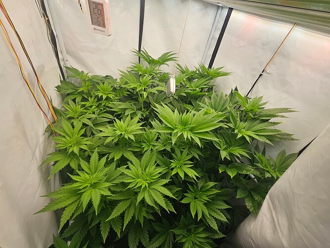 Growreport Bild 2