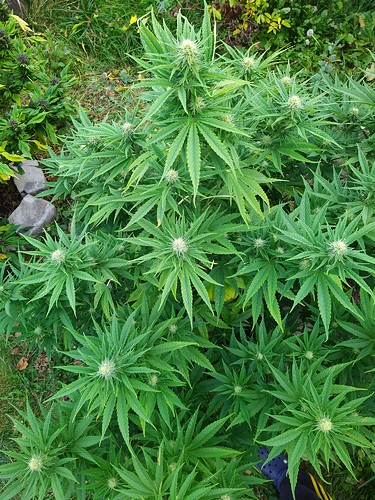 Growreport Bild 12