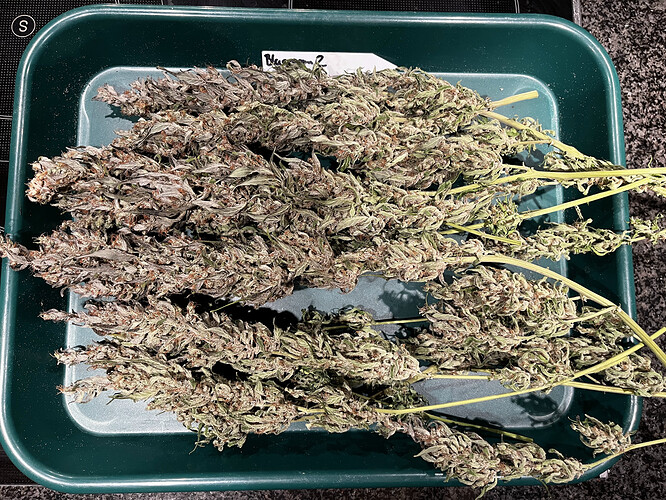 Growreport Bild 1