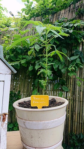 Growreport Bild 13