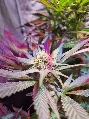 Growreport Bild 8