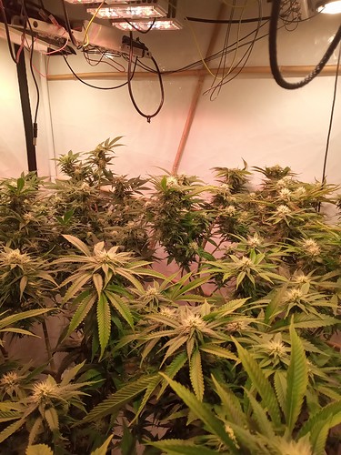 Growreport Bild 73
