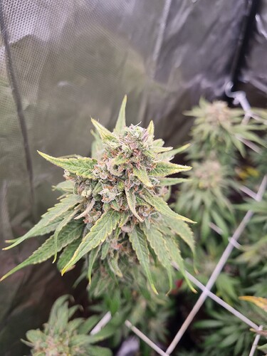 Growreport Bild 22