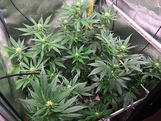 Growreport Bild 4