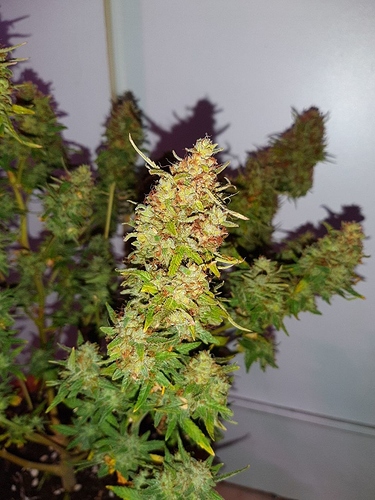 Growreport Bild 6