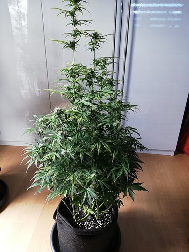 Growreport Bild 34