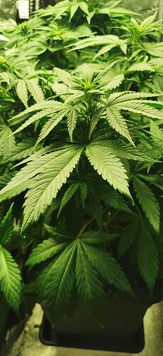 Growreport Bild 20