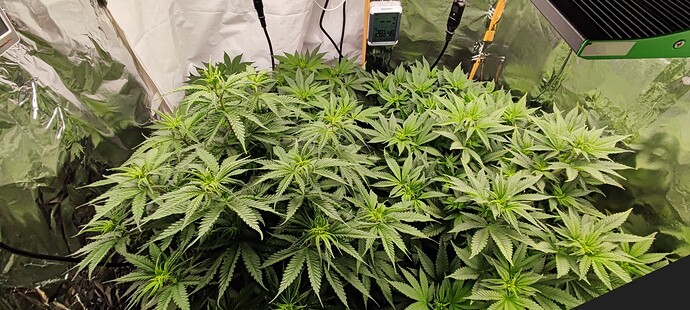 Growreport Bild 8