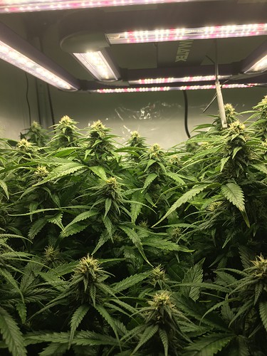 Growreport Bild 1