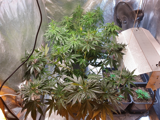 Growreport Bild 4