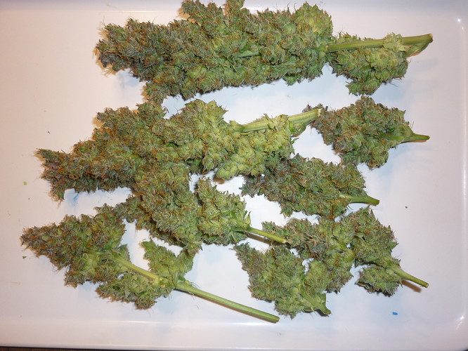 Growreport Bild 3