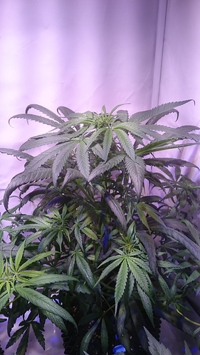 Growreport Bild 4