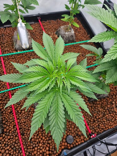 Growreport Bild 3
