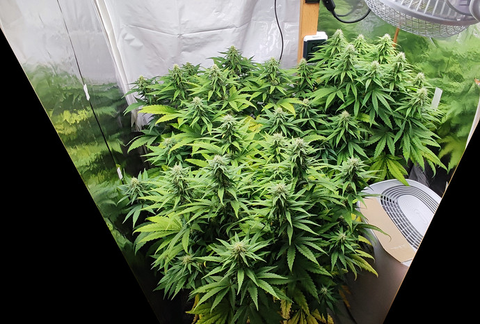 Growreport Bild 3
