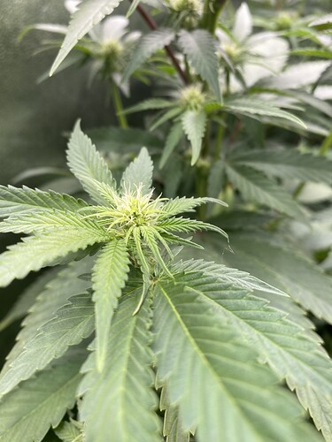 Growreport Bild 5