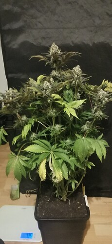 Growreport Bild 1