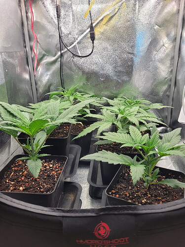 Growreport Bild 3