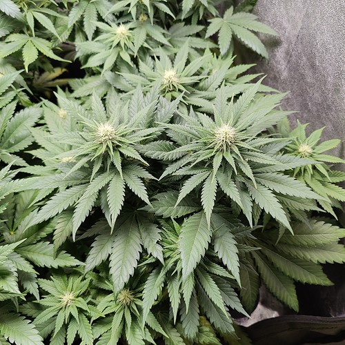 Growreport Bild 10