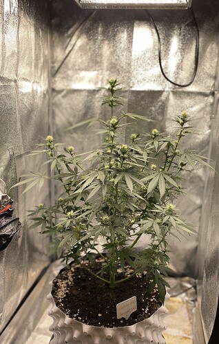 Growreport Bild 2
