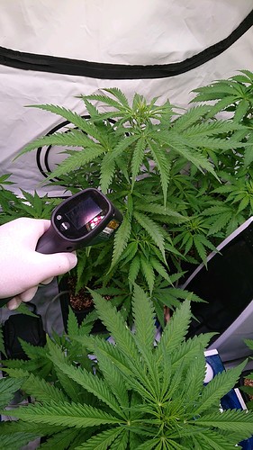 obscura1613844190090