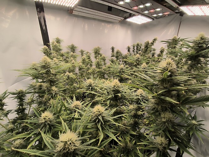 Growreport Bild 3