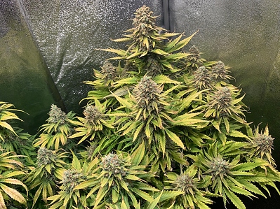 Growreport Bild 2