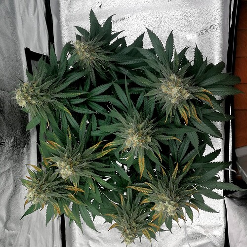 Growreport Bild 3