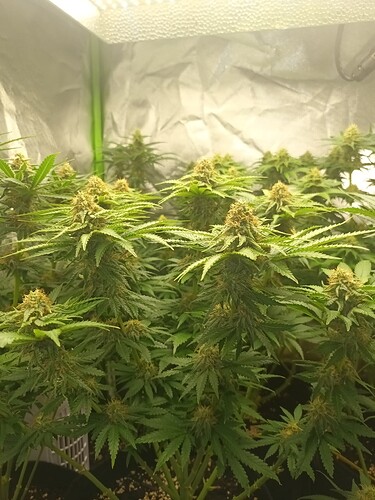 Growreport Bild 5