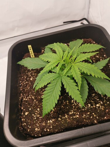Growreport Bild 7