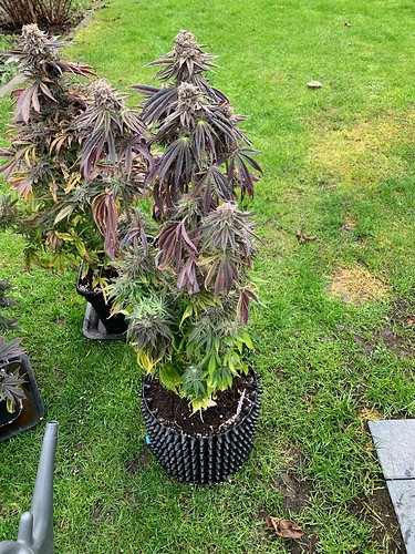 Growreport Bild 2