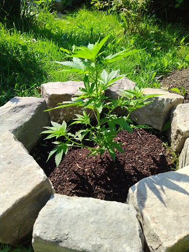 Growreport Bild 6