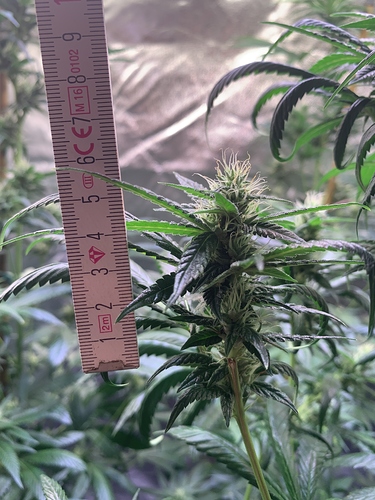 Growreport Bild 12
