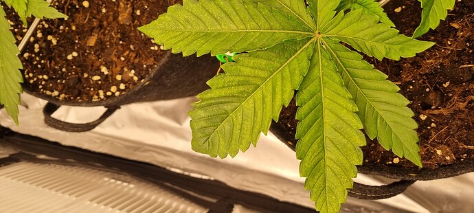 Growreport Bild 19