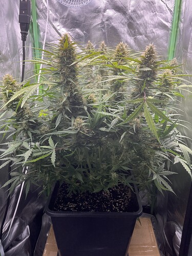 Growreport Bild 20