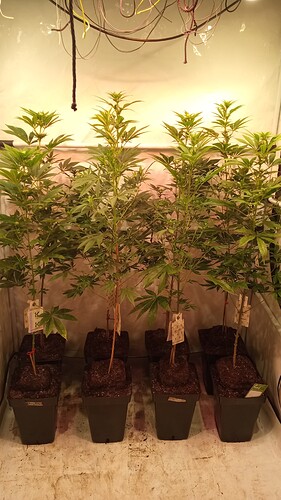 Growreport Bild 53