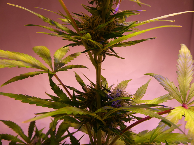 Growreport Bild 8