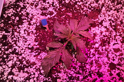 Growreport Bild 8