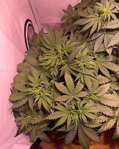 Growreport Bild 8