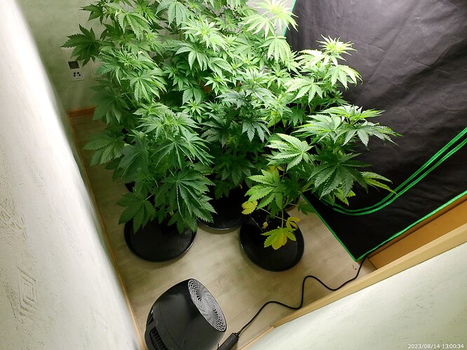 Growreport Bild 31