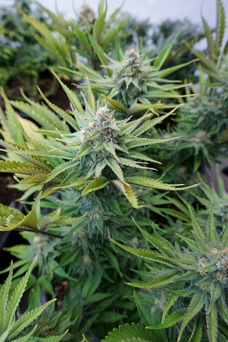 Critical