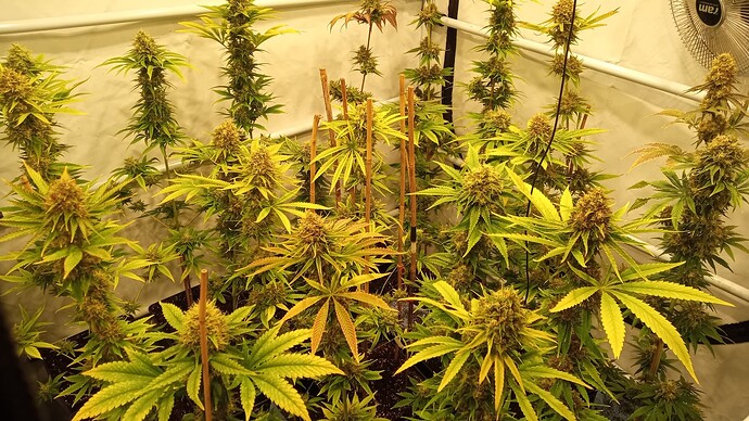 Growreport Bild 2